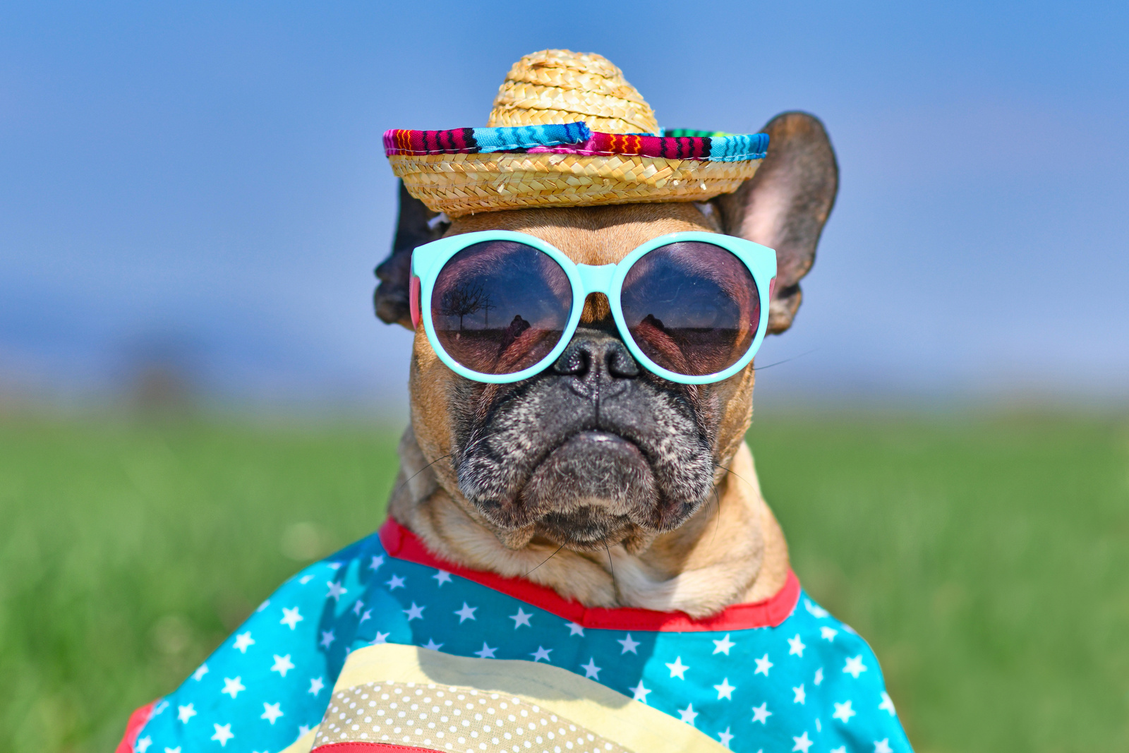 French Bulldog Dog in Sunglasses